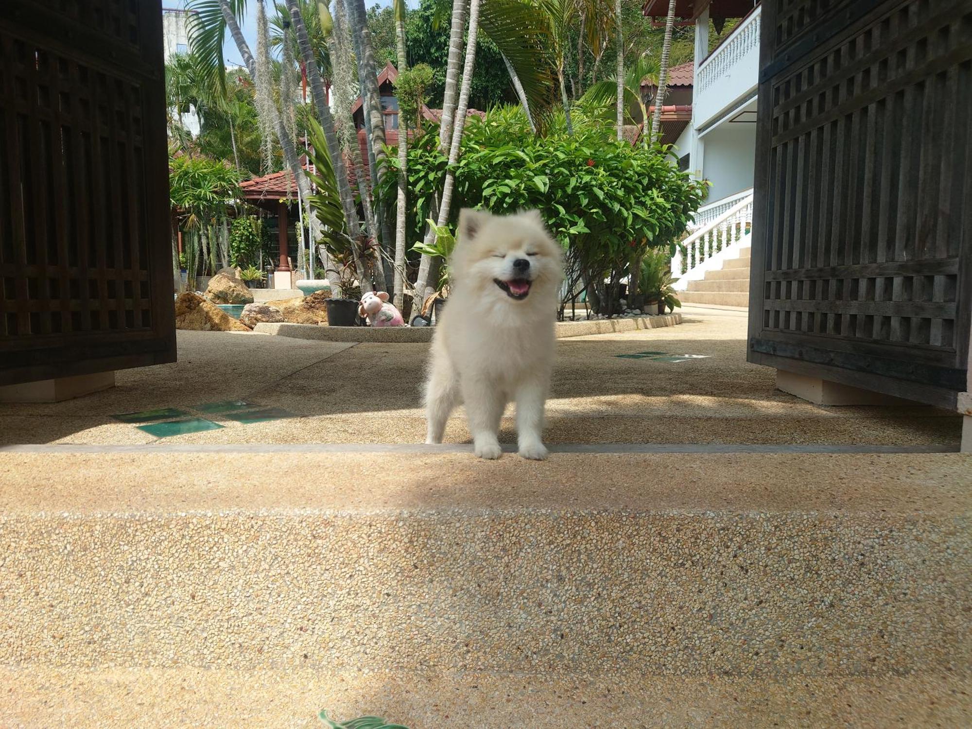 'צ'אוונג ביץ Samui Little Garden Resort מראה חיצוני תמונה